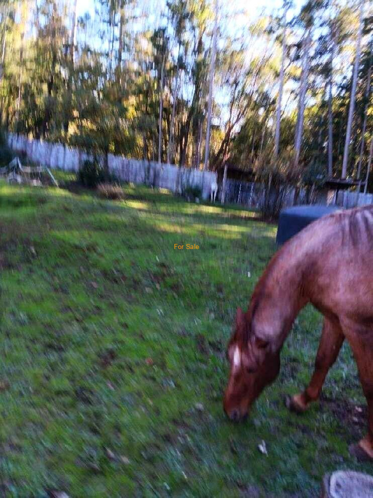 28057_Redwood_Hwy_19