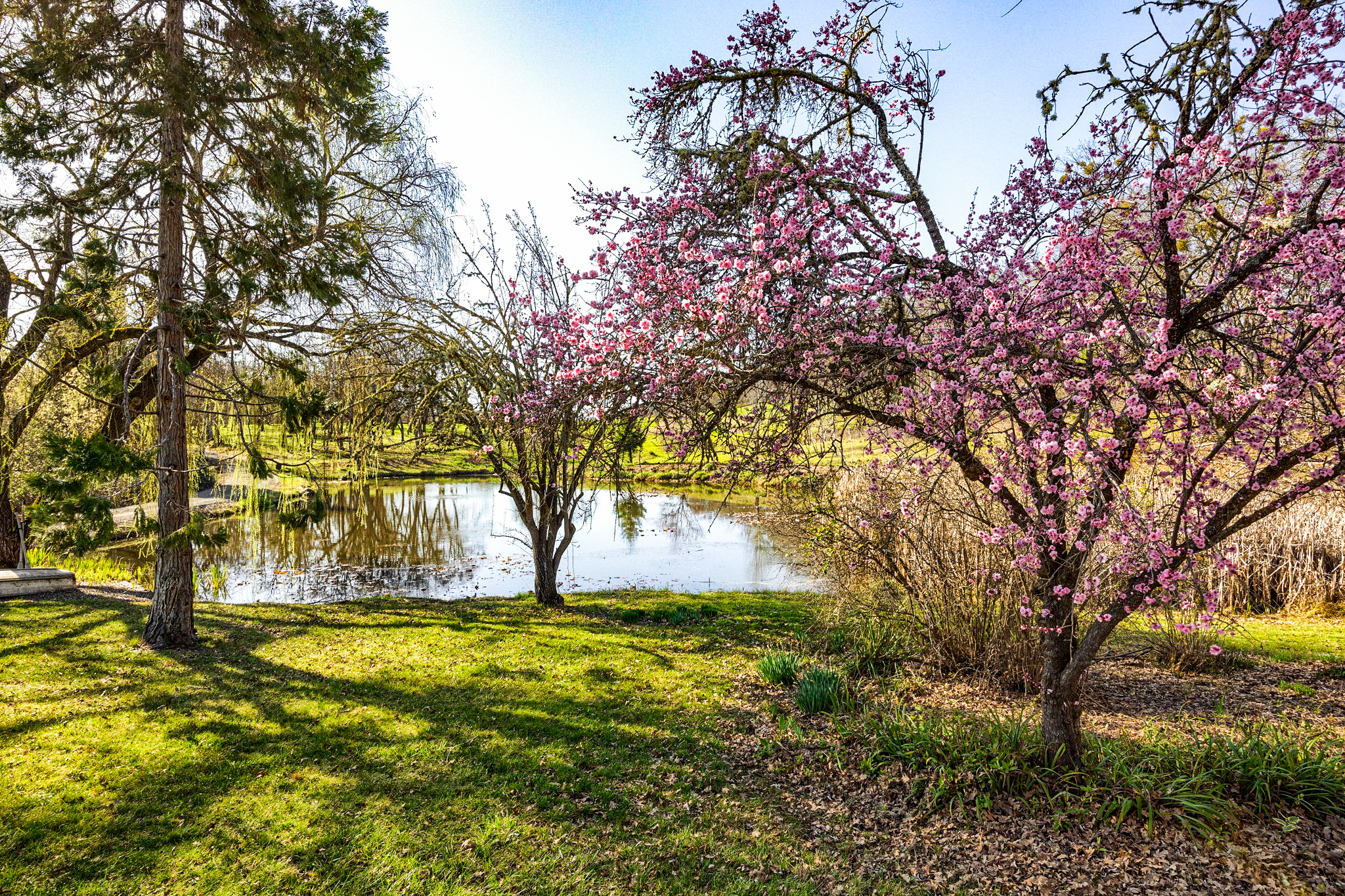 1255-1277-Worthington-Rd_24-Blossom-trees-alt
