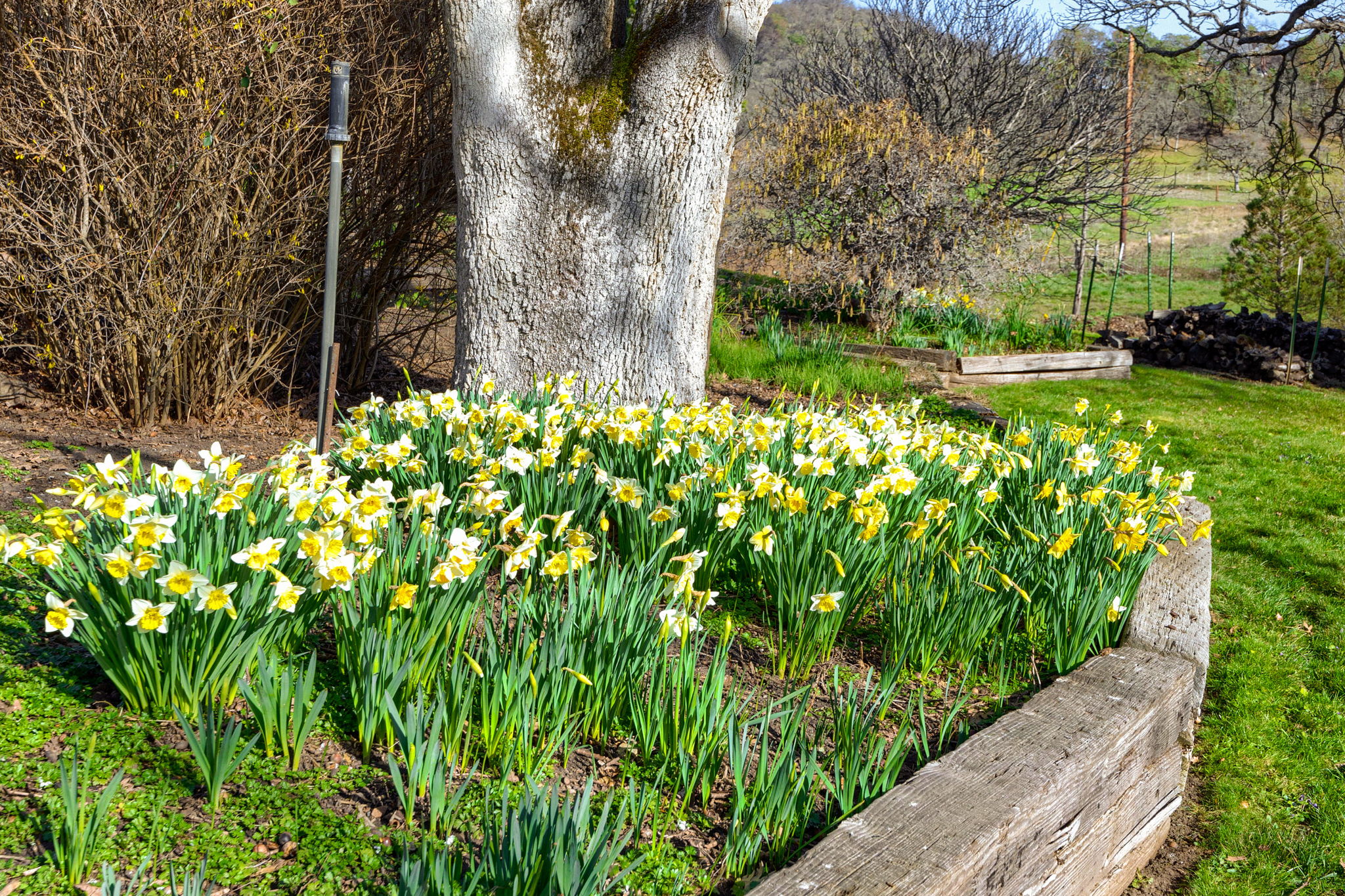 1255-1277-Worthington-Rd_28-daffs