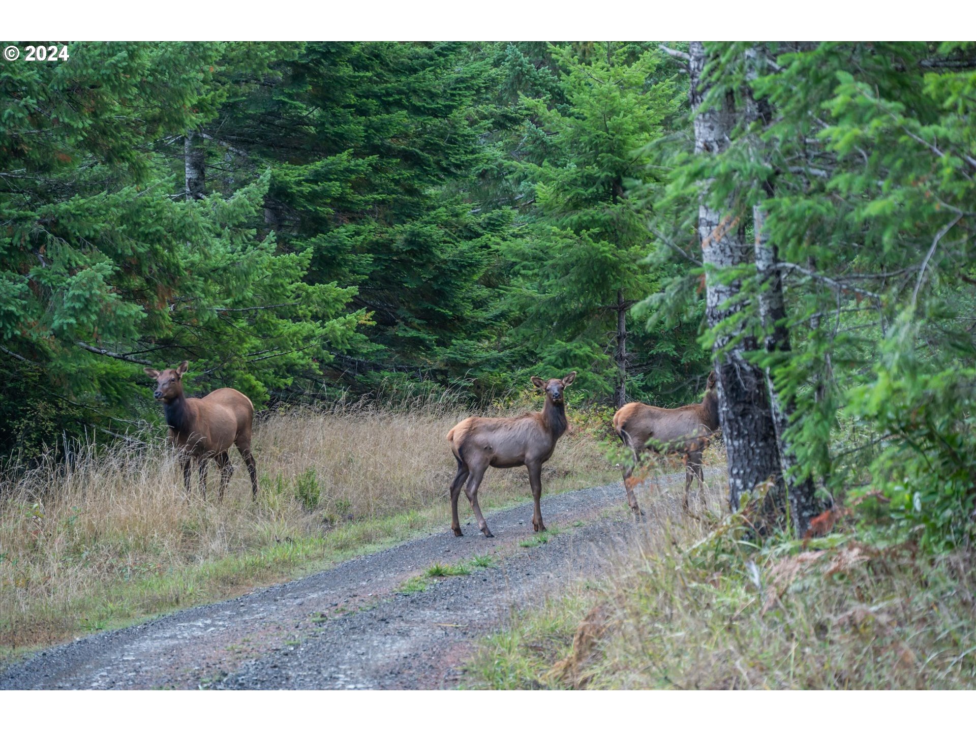 23688406-29-elk